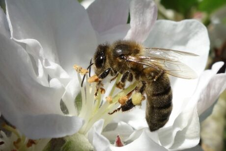 Protection des abeilles noires de l’île de Groix